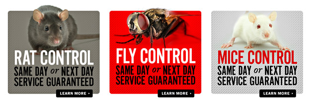 A screenshot of the Direct Pest Control call-to-action advertisements