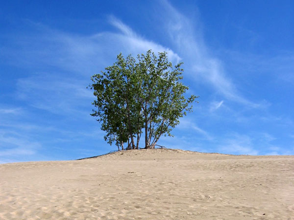 Alone at the Dunes by Evan Grimme