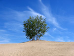 Alone at the Dunes by Evan Grimme