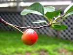 Cherry by Peter Gurry