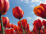 Tulips by Evan Grimme