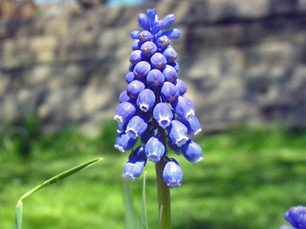 The Color Purple by Peter Gurry