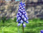 The Color Purple by Peter Gurry