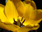 Yellow Tulip by Peter Gurry