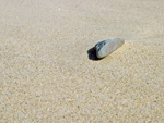 Pebble by Evan Grimme