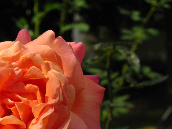 Rose by Peter Gurry