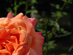 Rose by Peter Gurry
