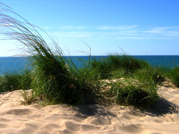 Grass by the Lake by Evan Grimme