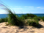 Grass by the Lake by Evan Grimme